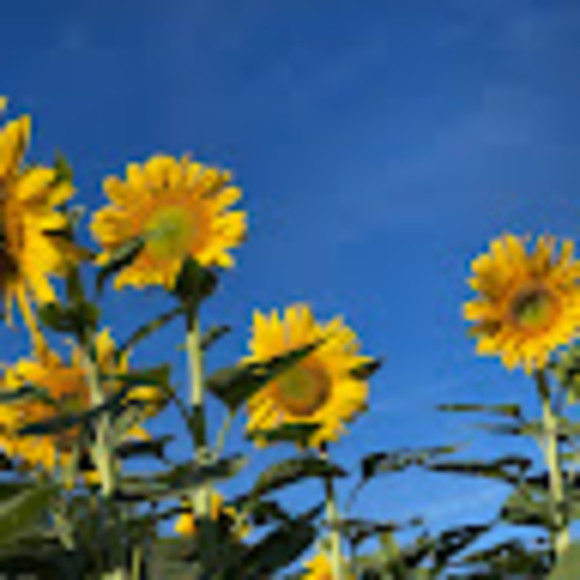 Meet your Posher, Carrie - Picture 1 of 1